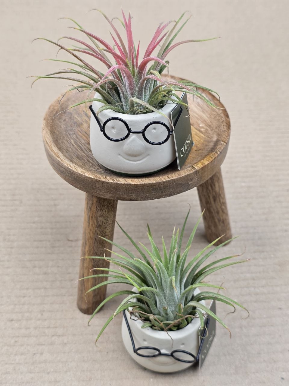 Tillandsia v obalu pana brejlouna