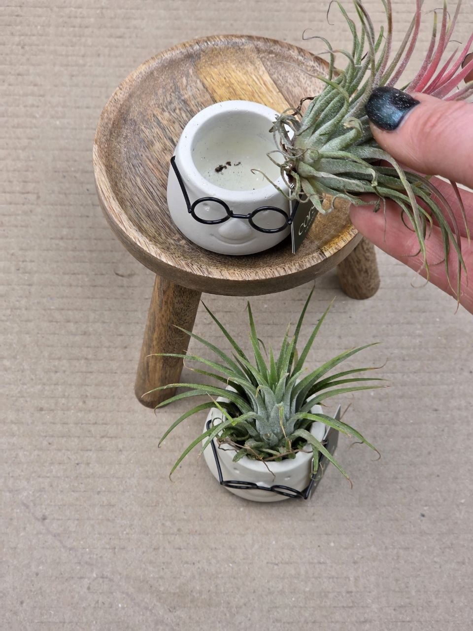Tillandsia v obalu pana brejlouna