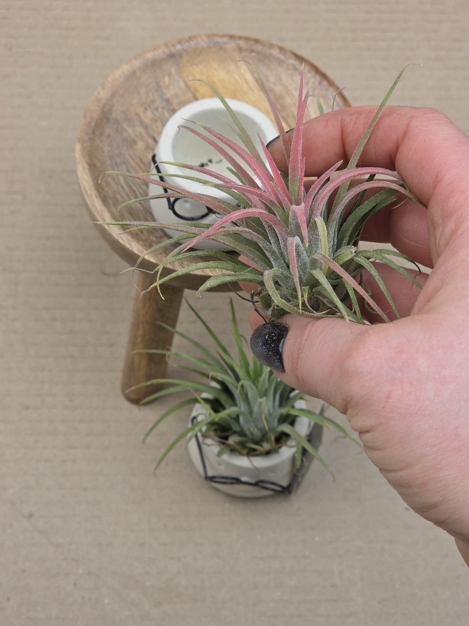 Tillandsia v obalu pana brejlouna