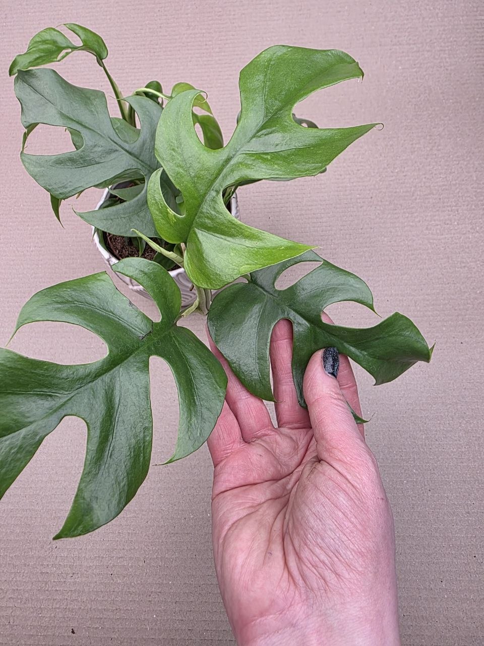 Rhapidophora Tetrasperma, rychle rostoucí šplhavka