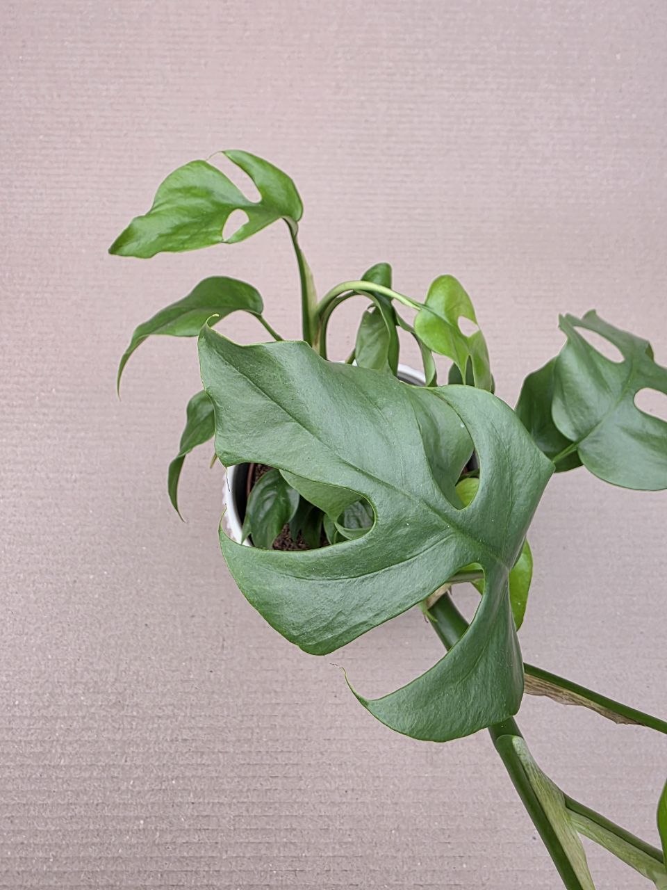 Rhapidophora Tetrasperma, rychle rostoucí šplhavka
