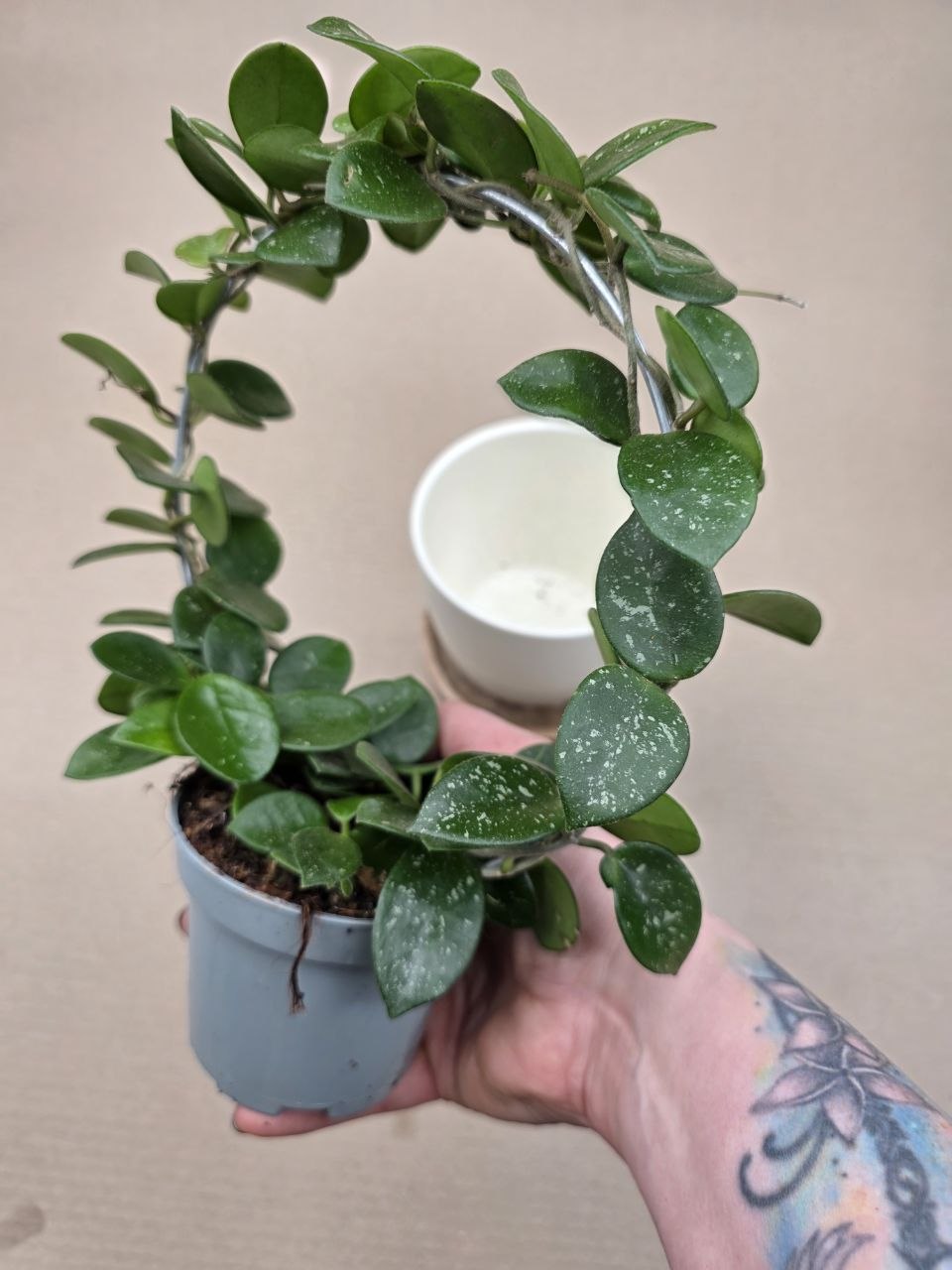 Hoya Mathilde na kruhu