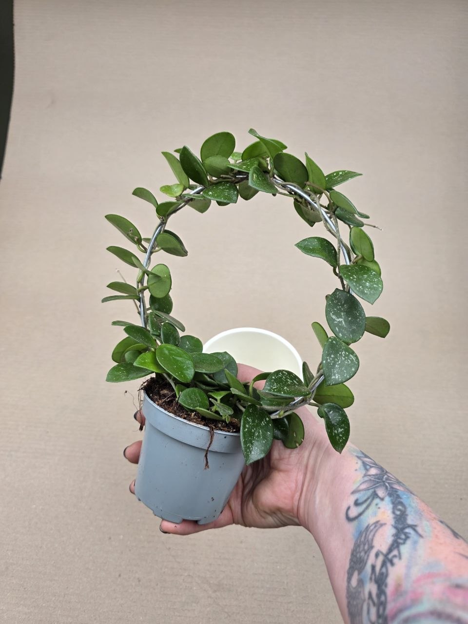 Hoya Mathilde na kruhu