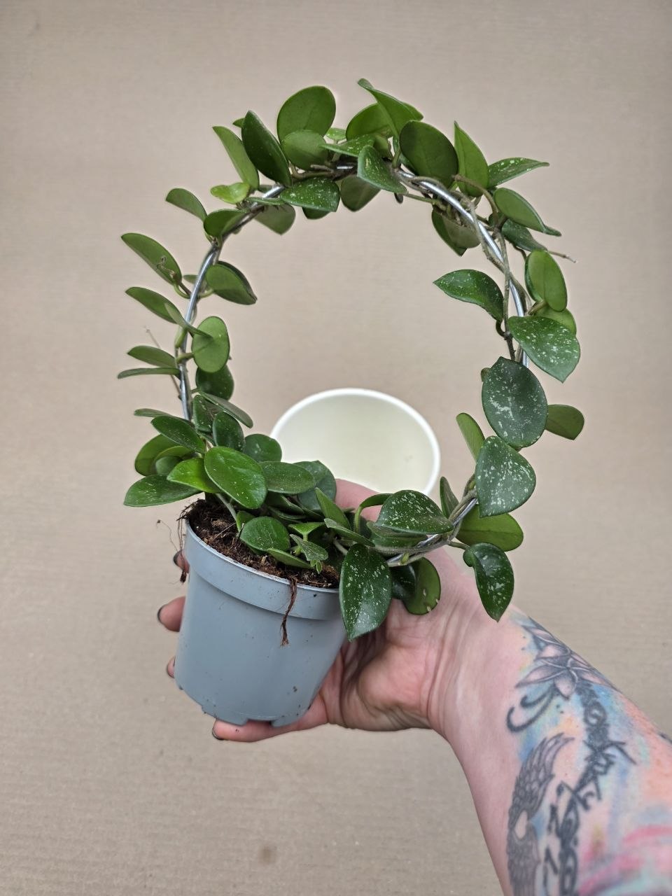 Hoya Mathilde na kruhu