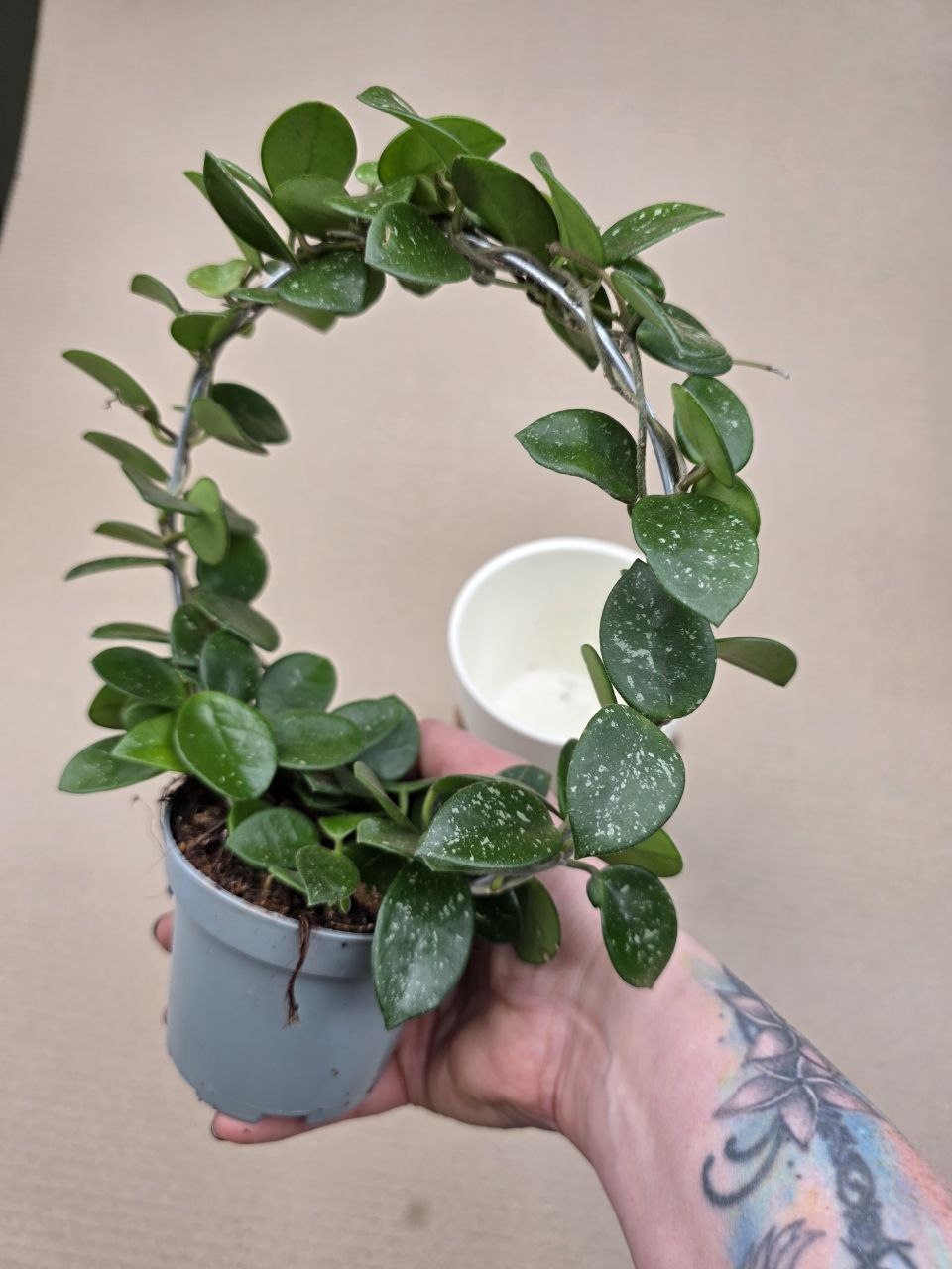 Hoya Mathilde na kruhu