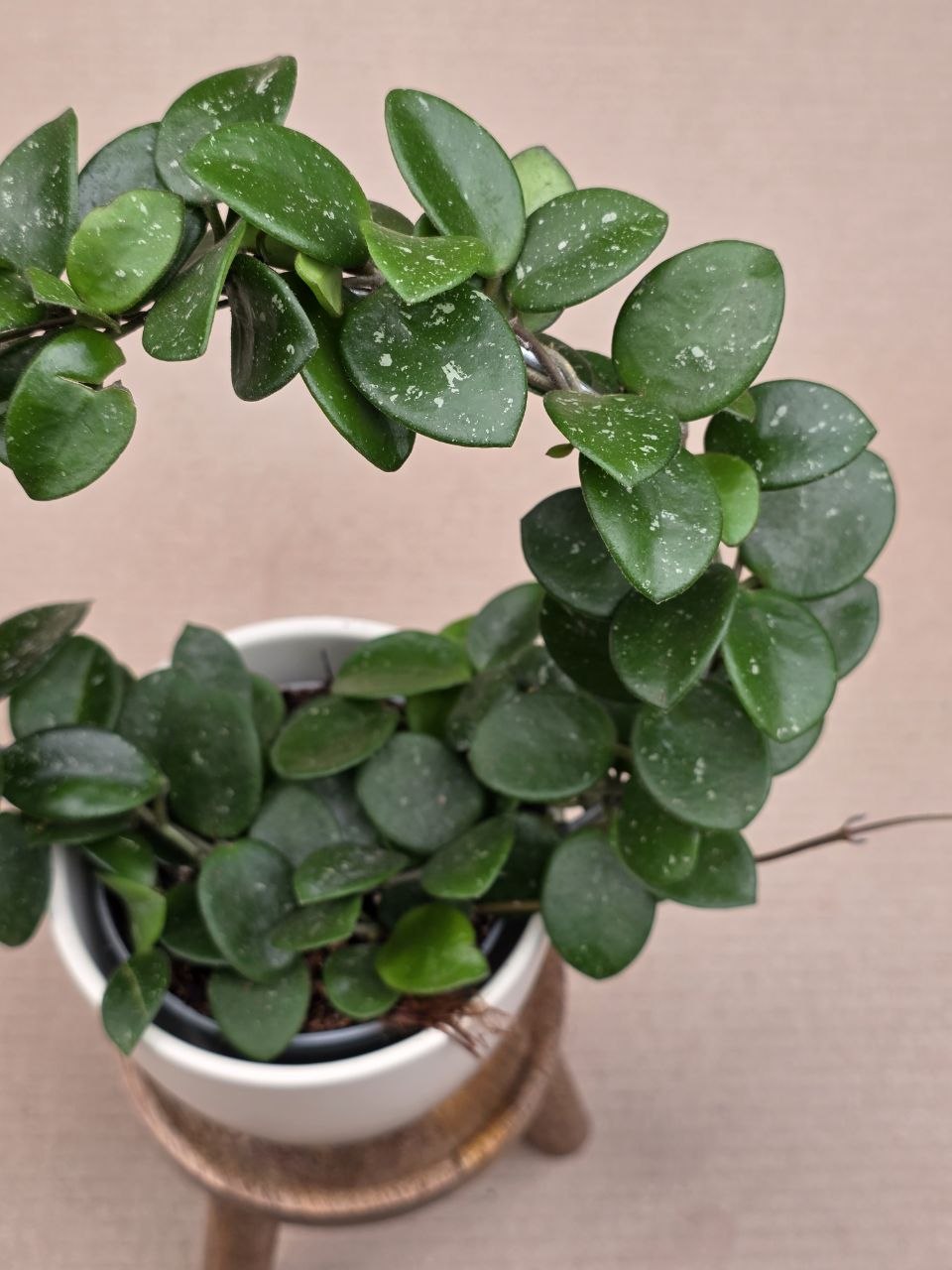 Hoya Mathilde na kruhu