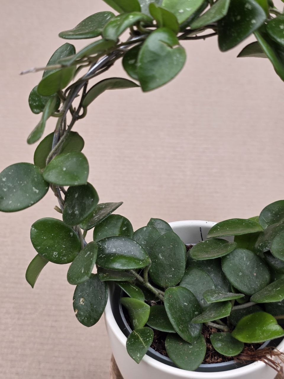 Hoya Mathilde na kruhu