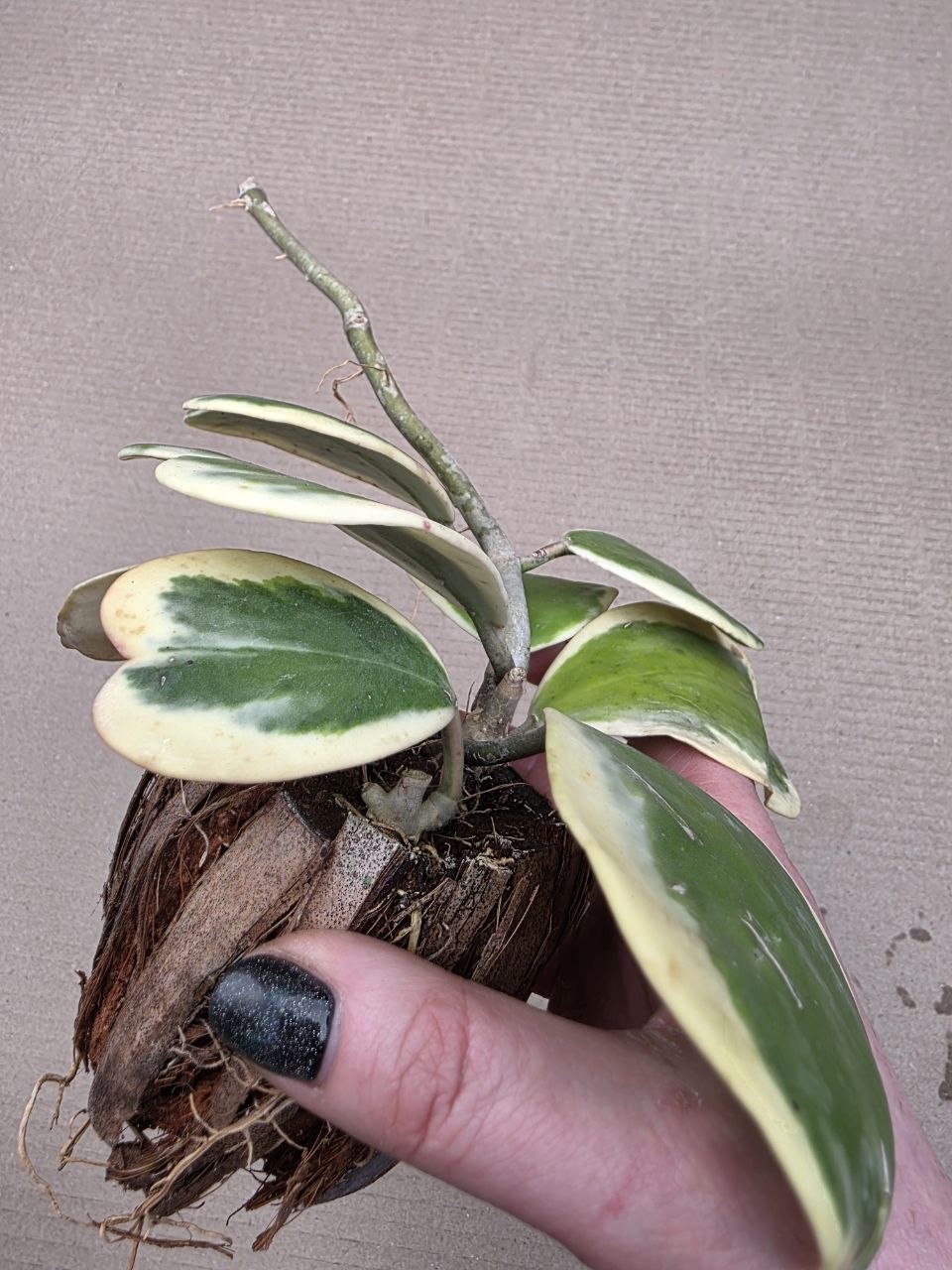 Hoya kerrii ‘Albomarginata’, panašovaná v kokosovém vlákně