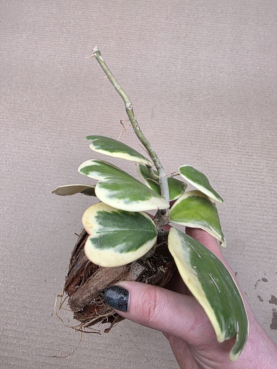 Hoya kerrii ‘Albomarginata’, panašovaná v kokosovém vlákně