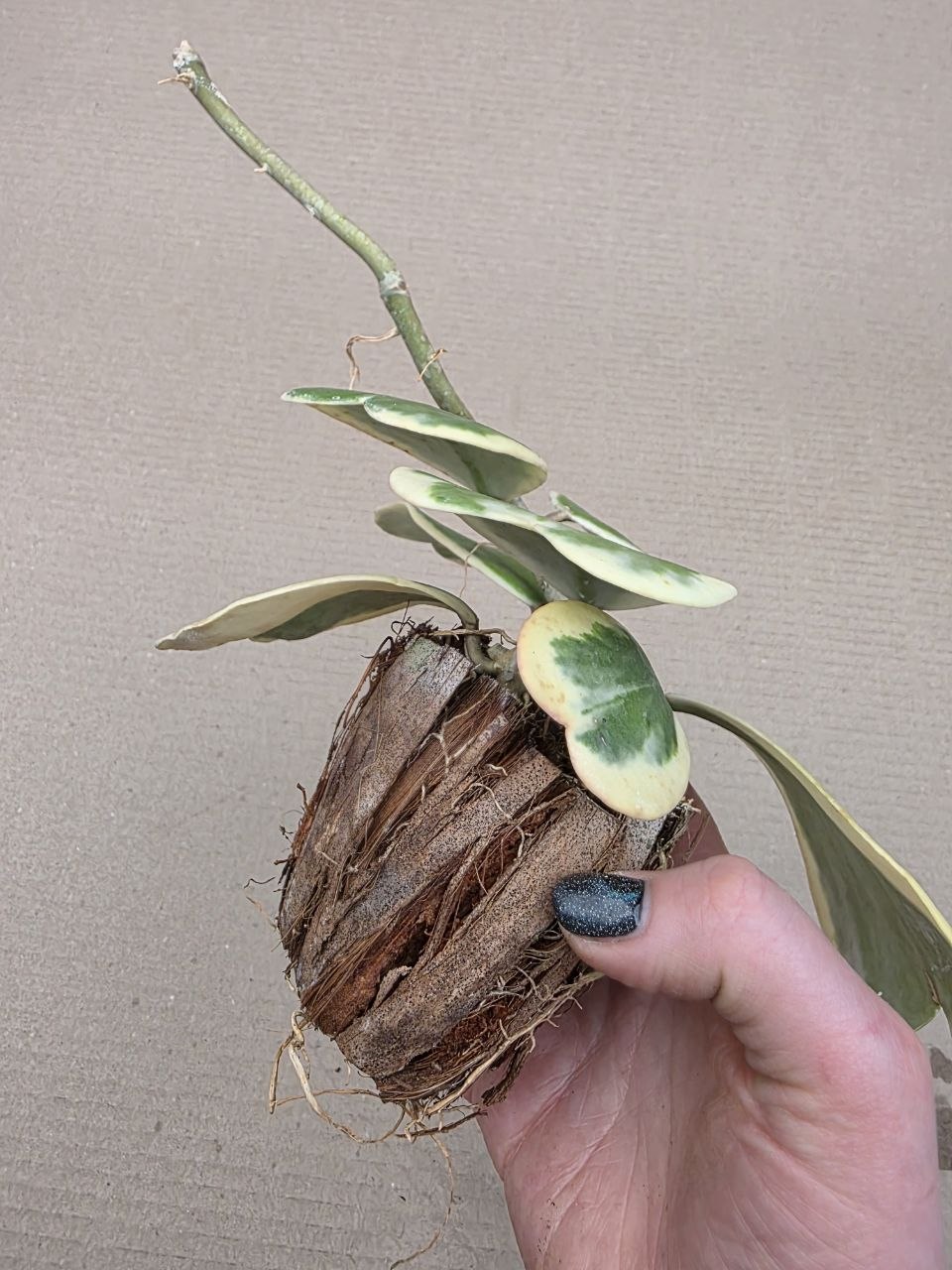 Hoya kerrii ‘Albomarginata’, panašovaná v kokosovém vlákně