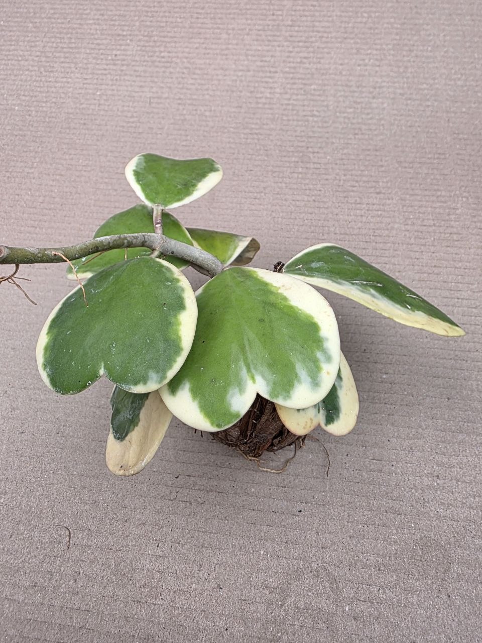 Hoya kerrii ‘Albomarginata’, panašovaná v kokosovém vlákně