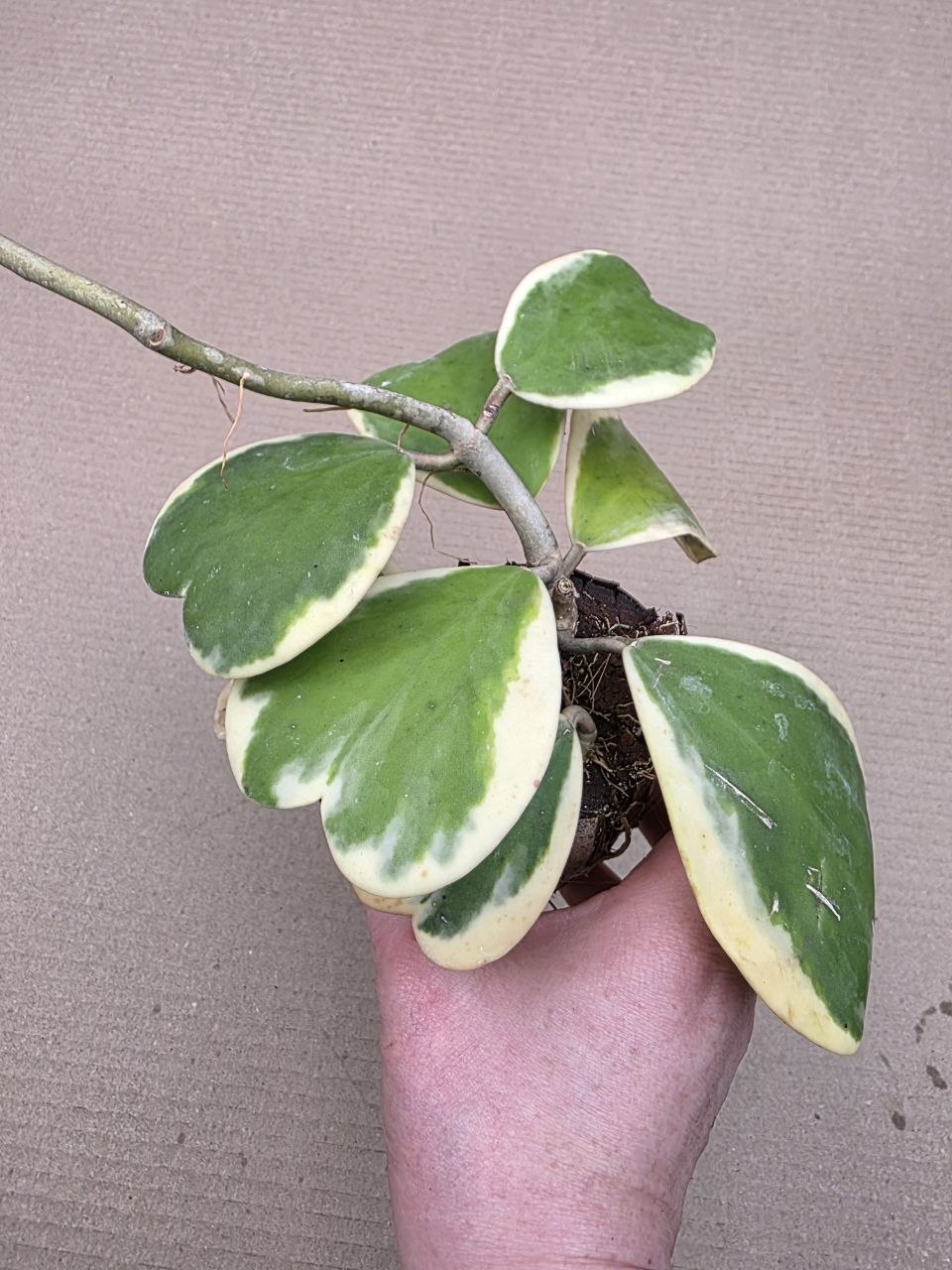 Hoya kerrii ‘Albomarginata’, panašovaná v kokosovém vlákně