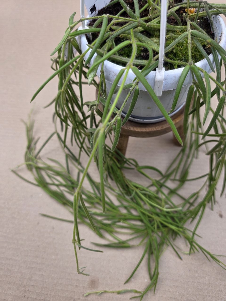 Hoya Linearis závěs
