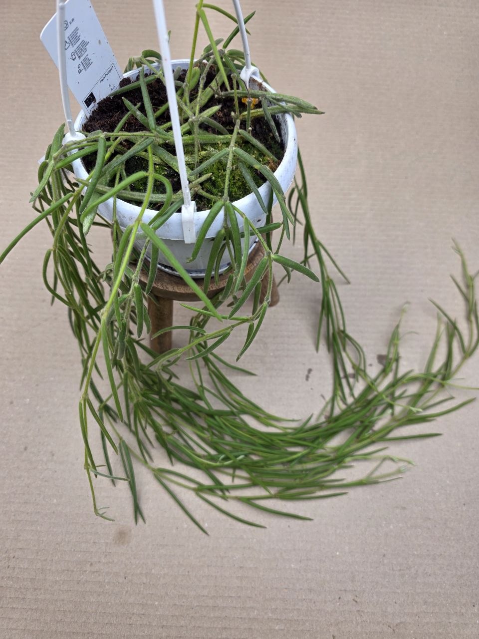 Hoya Linearis závěs