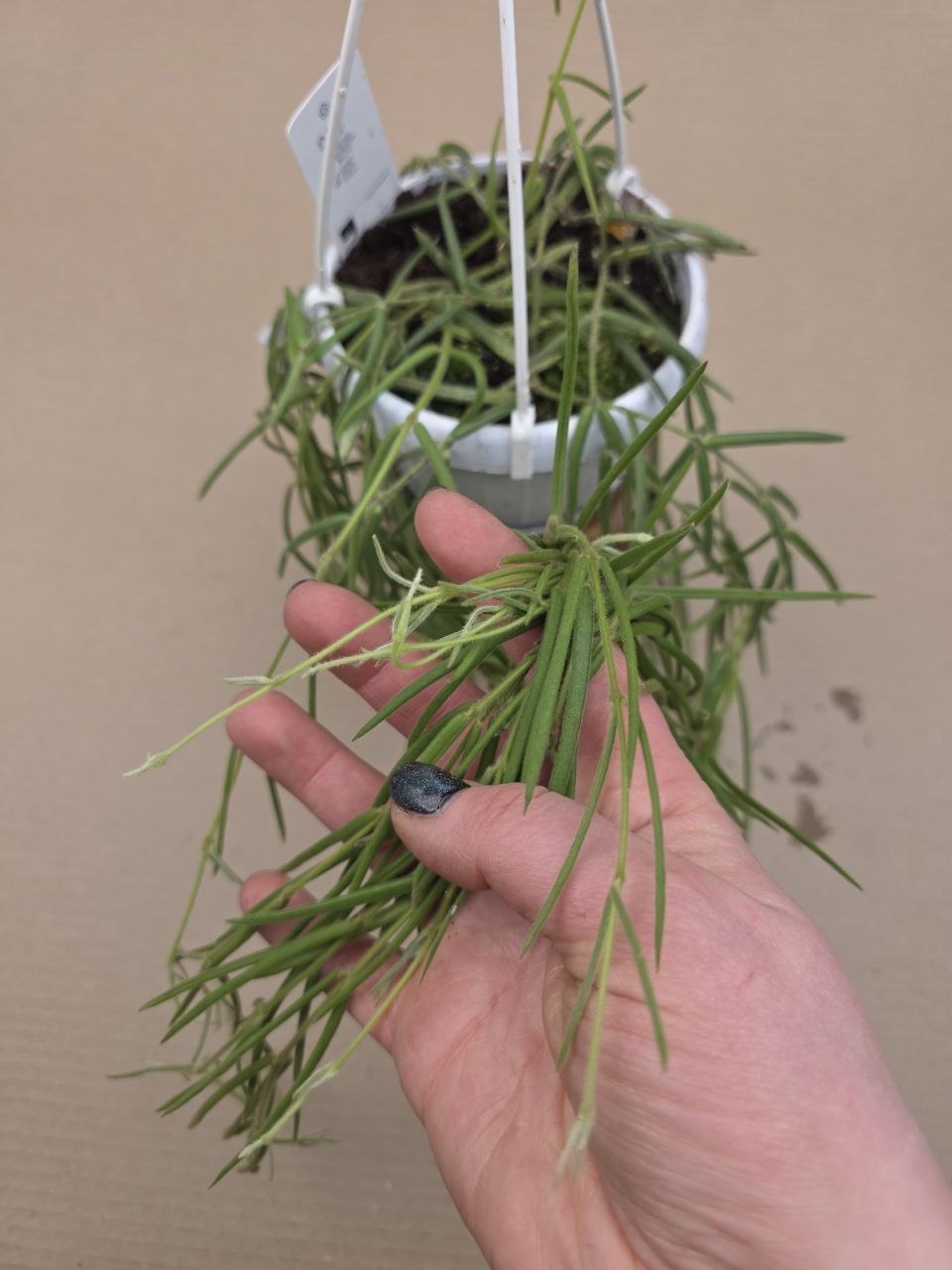 Hoya Linearis závěs