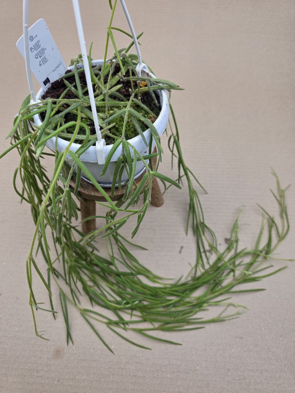 Hoya Linearis závěs