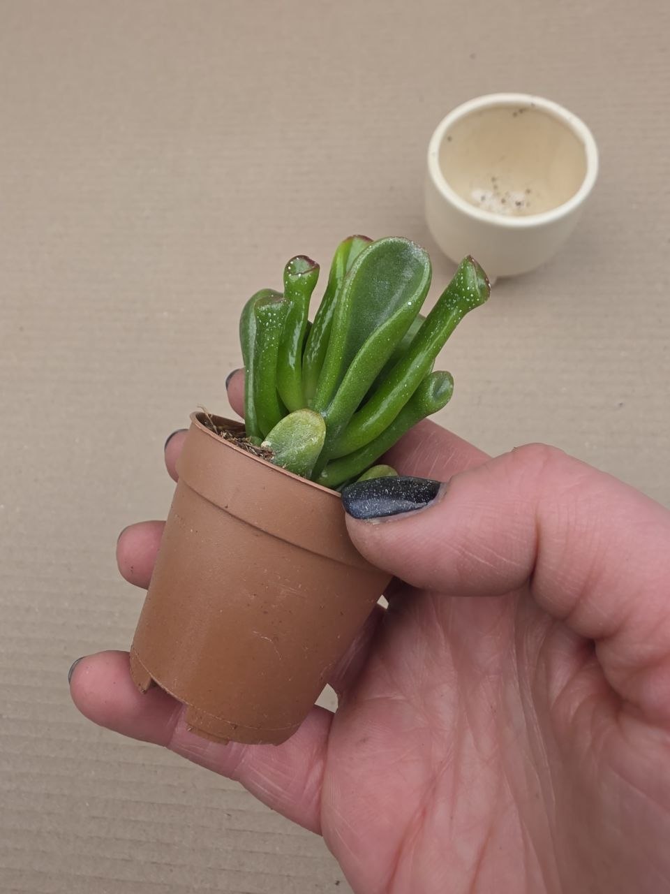 Crassula hobit mini