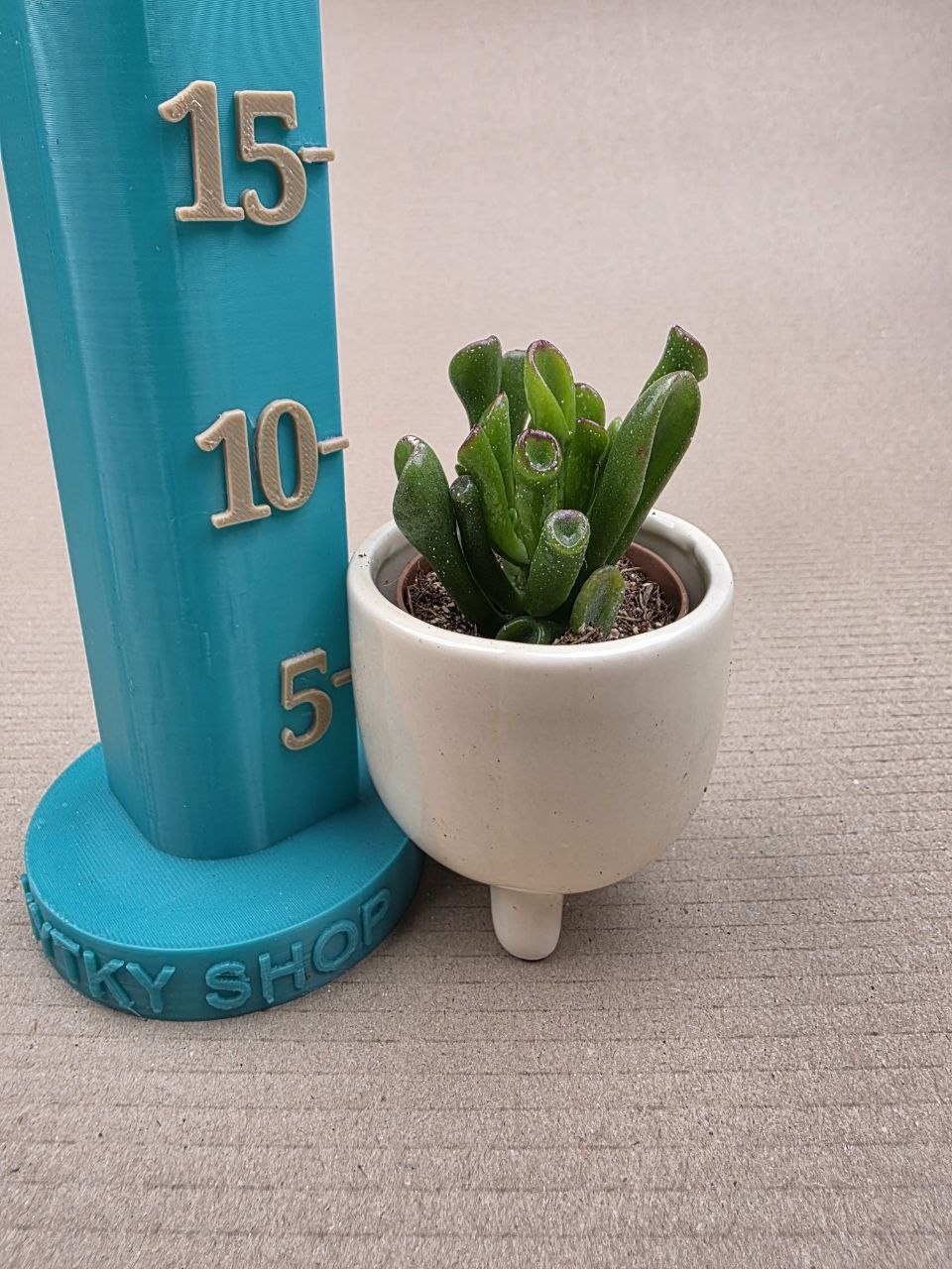 Crassula hobit mini