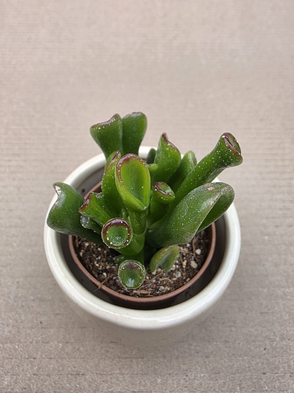 Crassula hobit mini