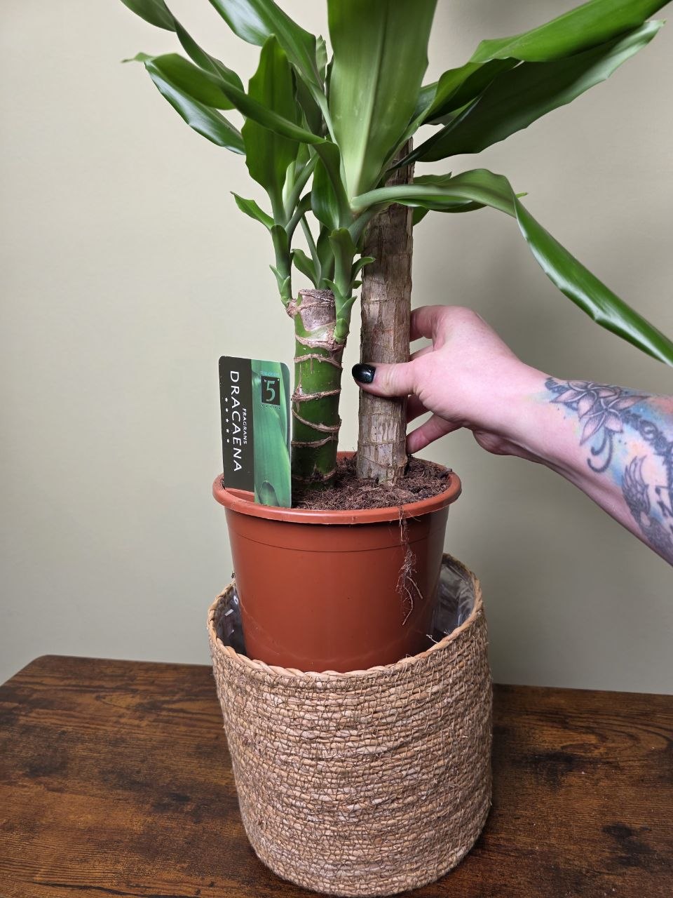 Dracaena Fragans zelená 17 cm