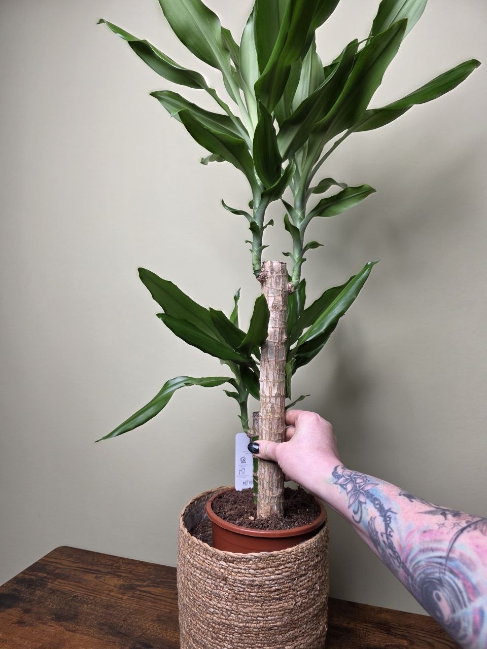 Dracaena Fragans zelená 17 cm