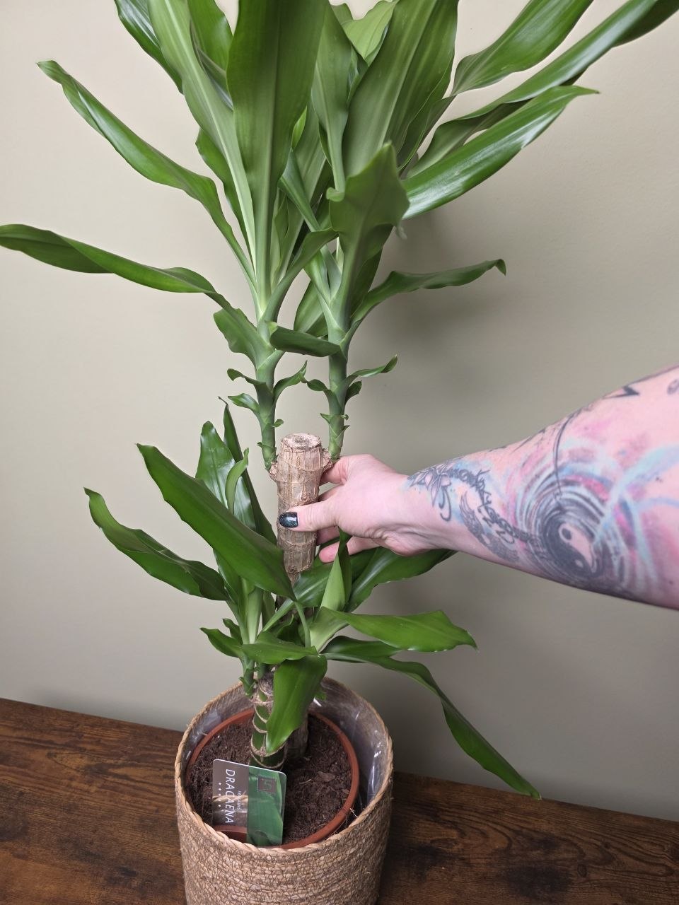 Dracaena Fragans zelená 17 cm