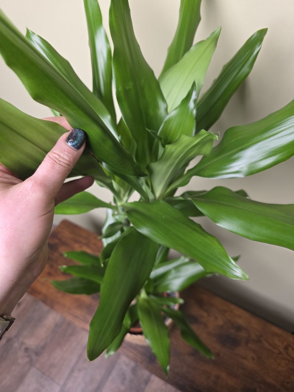 Dracaena Fragans zelená 17 cm