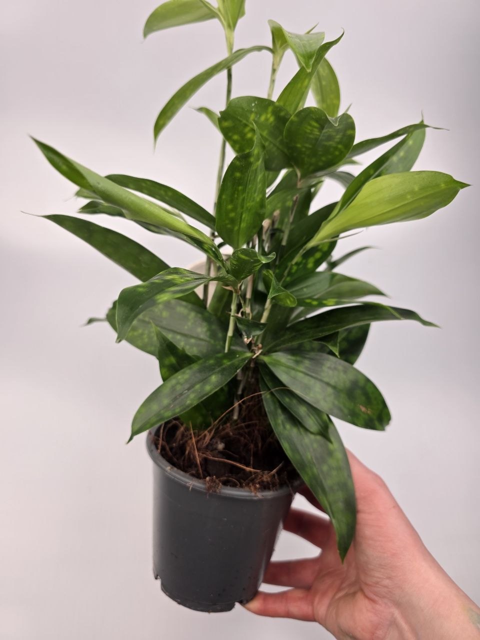 Dracaena Surculosa