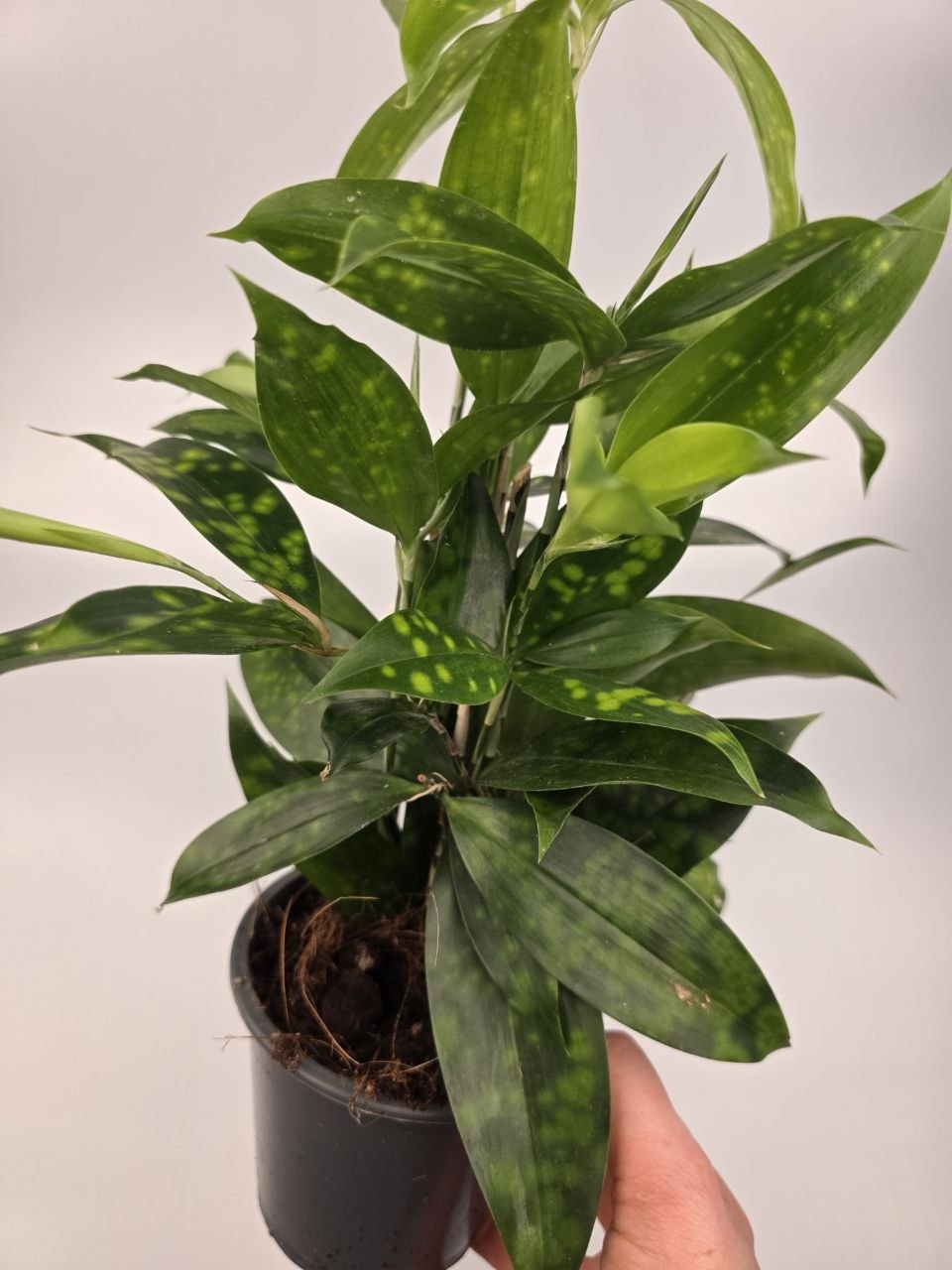 Dracaena Surculosa