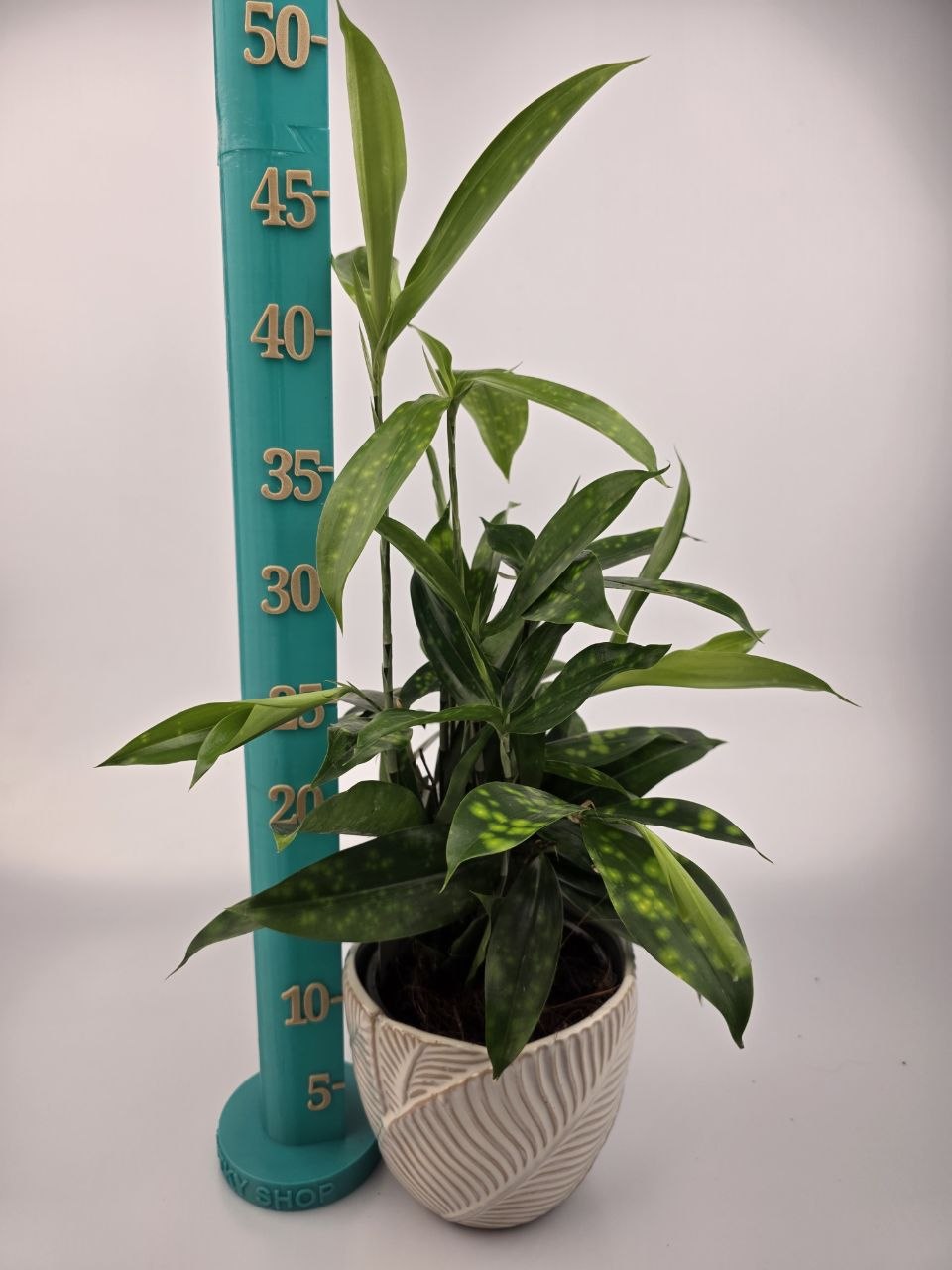 Dracaena Surculosa