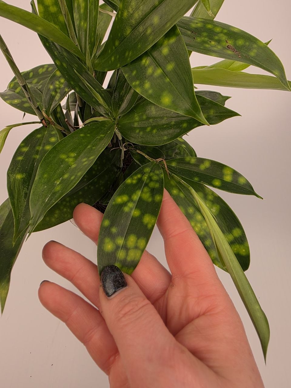 Dracaena Surculosa
