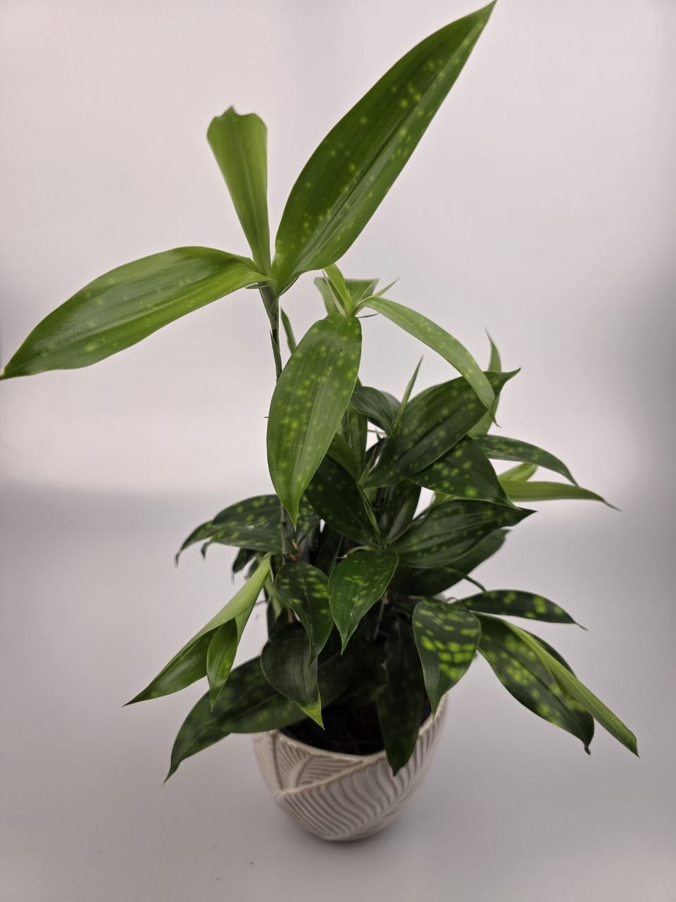 Dracaena Surculosa
