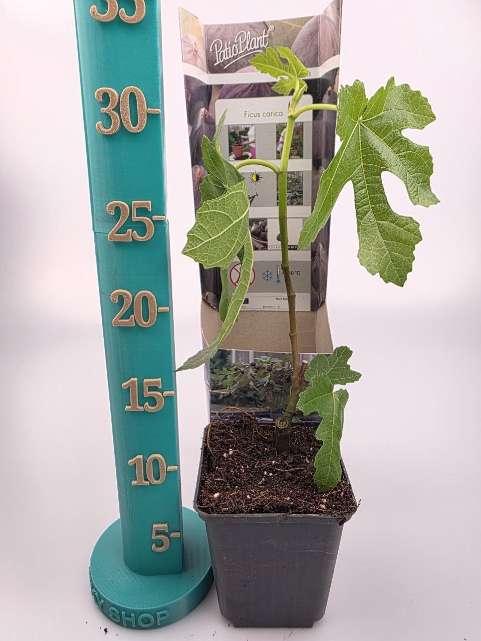 Fíkovník, Ficus carica