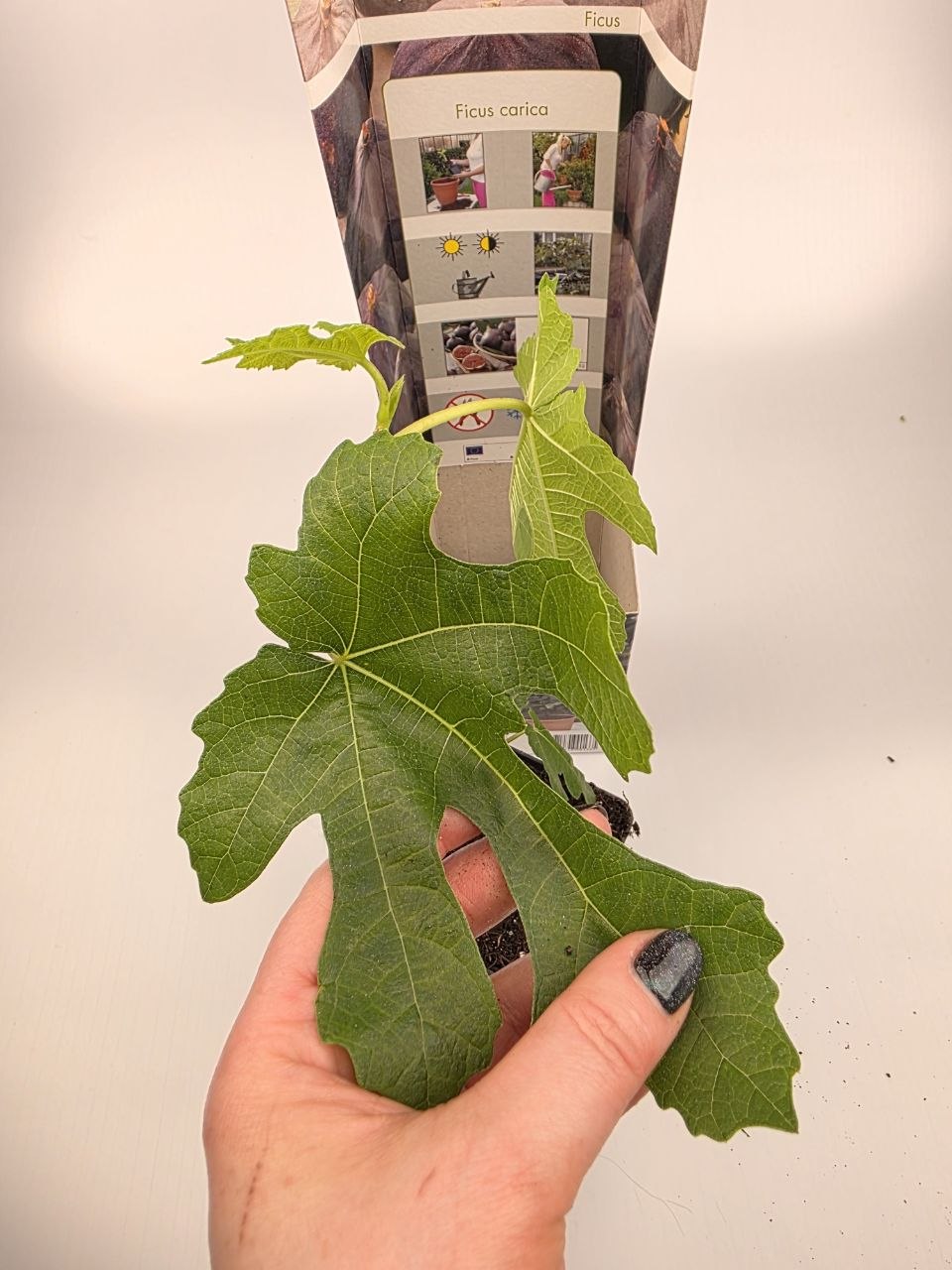 Fíkovník, Ficus carica