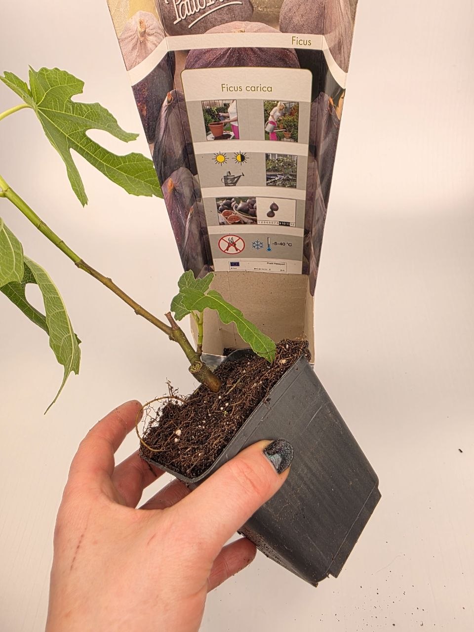 Fíkovník, Ficus carica