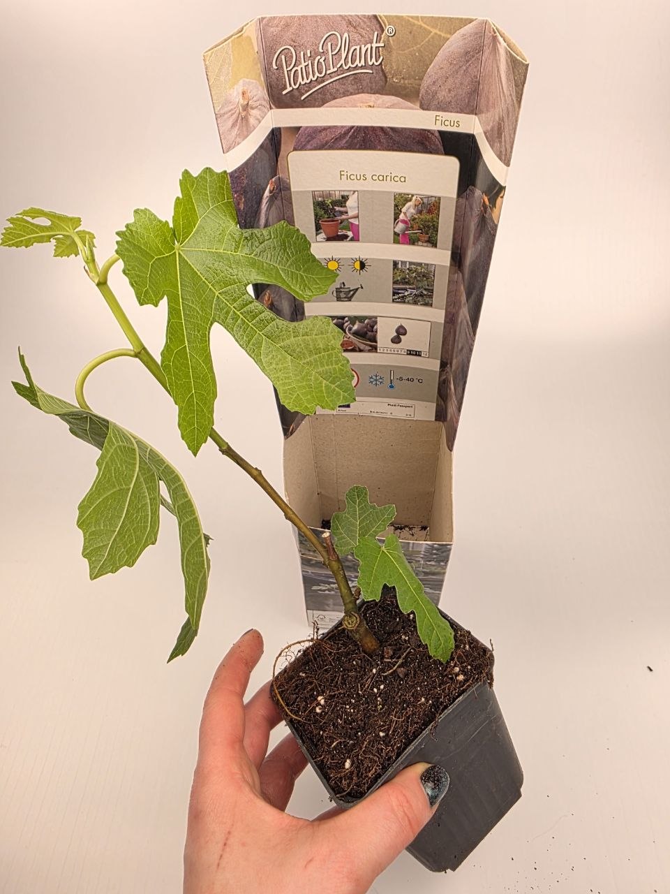 Fíkovník, Ficus carica