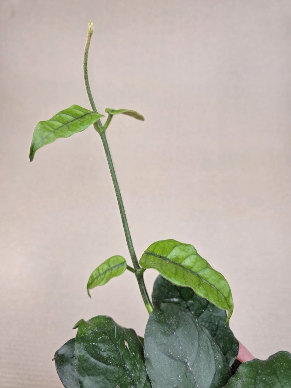 Hoya Villosa