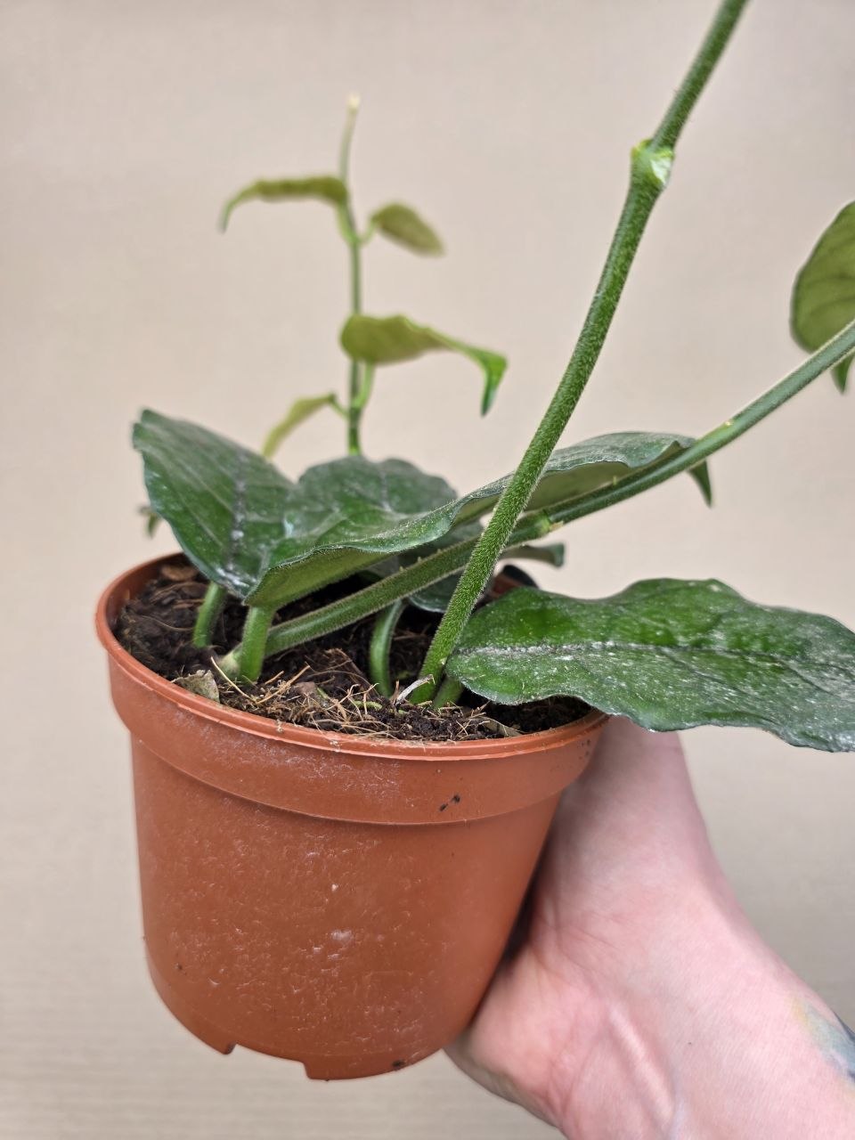 Hoya Villosa