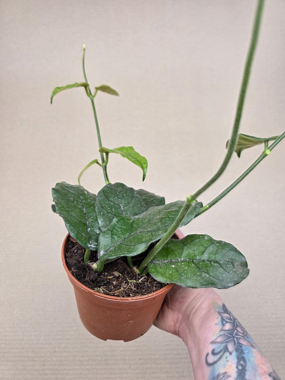 Hoya Villosa