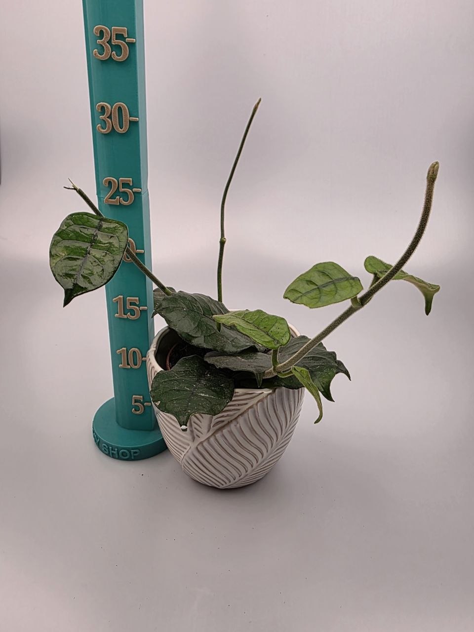 Hoya Villosa