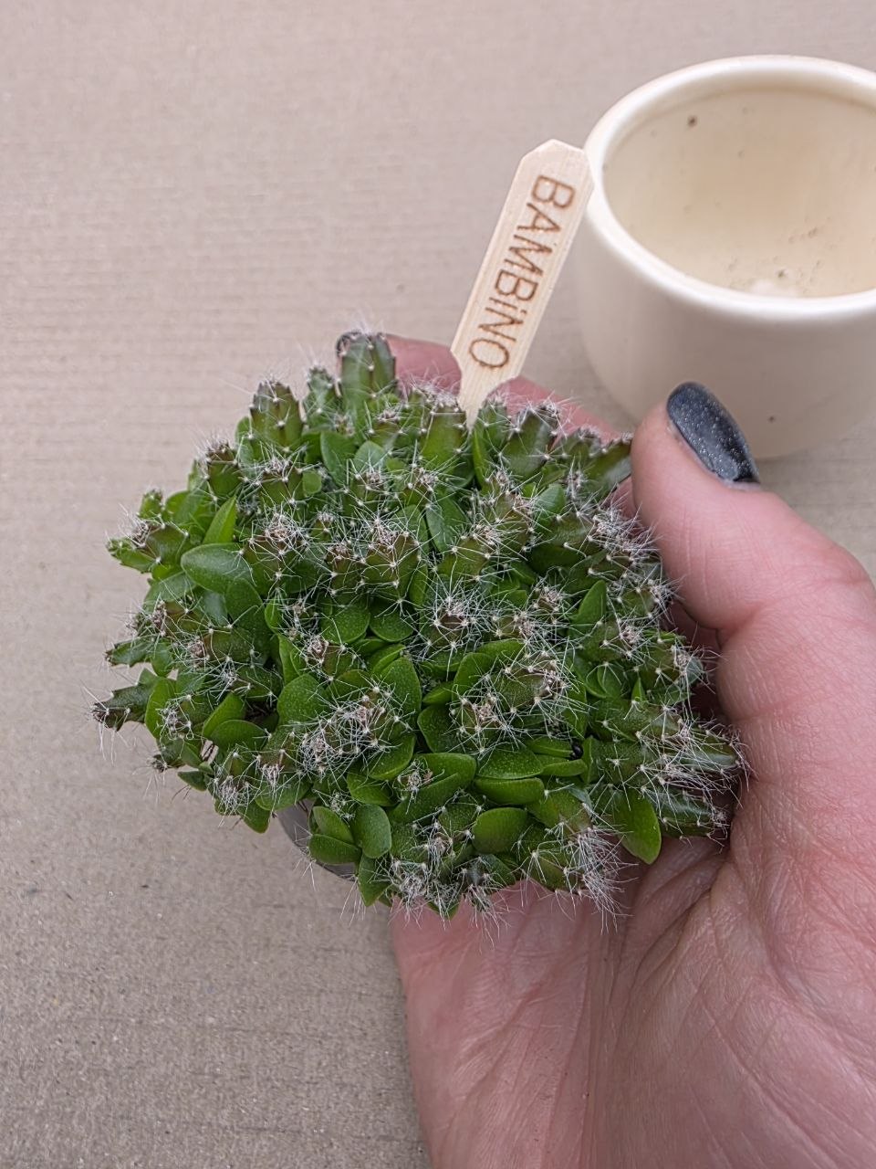 Hylocereus undatus mini