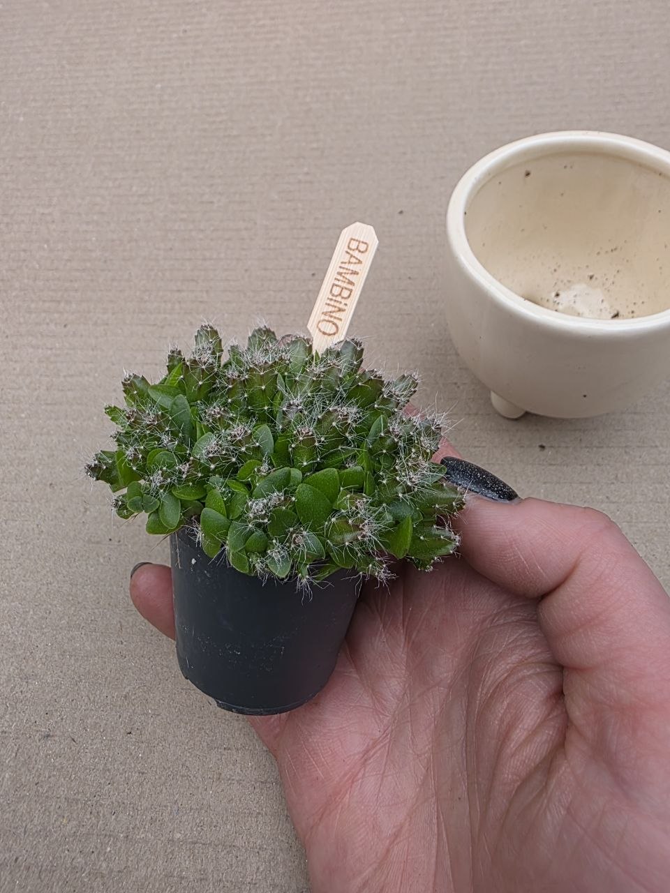 Hylocereus undatus mini