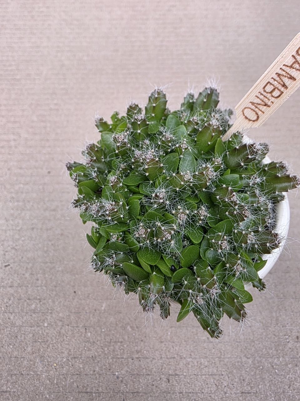 Hylocereus undatus mini