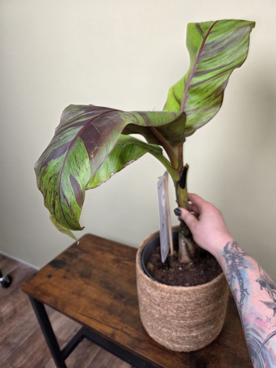 Musa Red