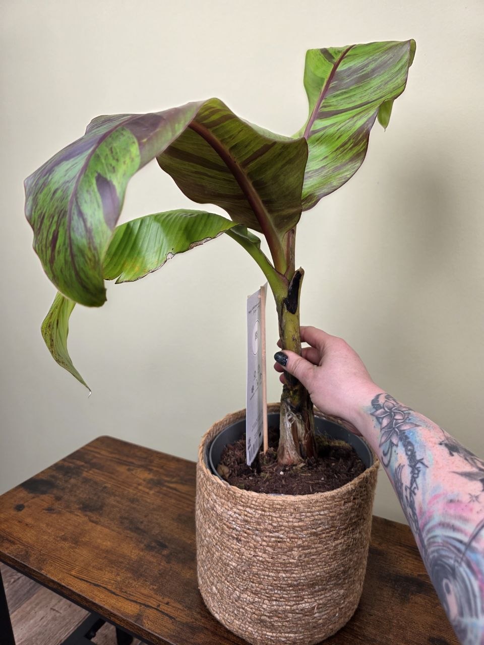 Musa Red