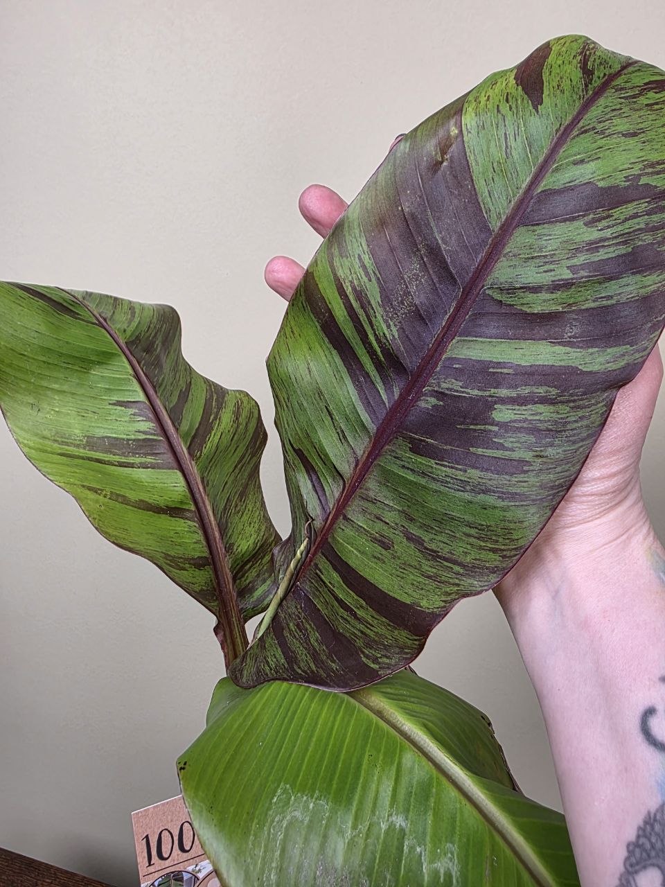 Musa Red