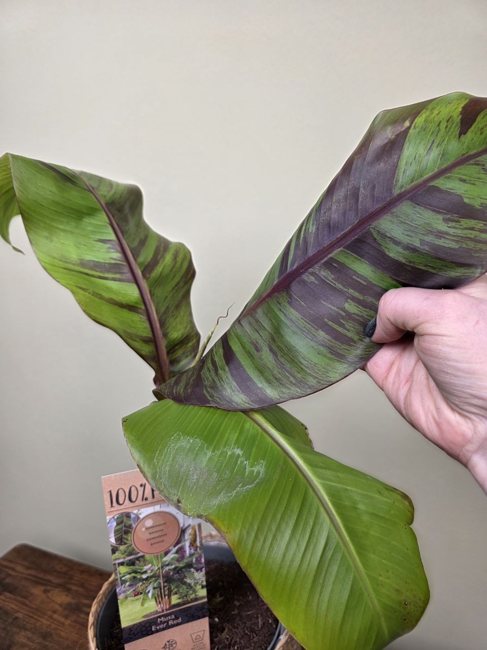 Musa Red