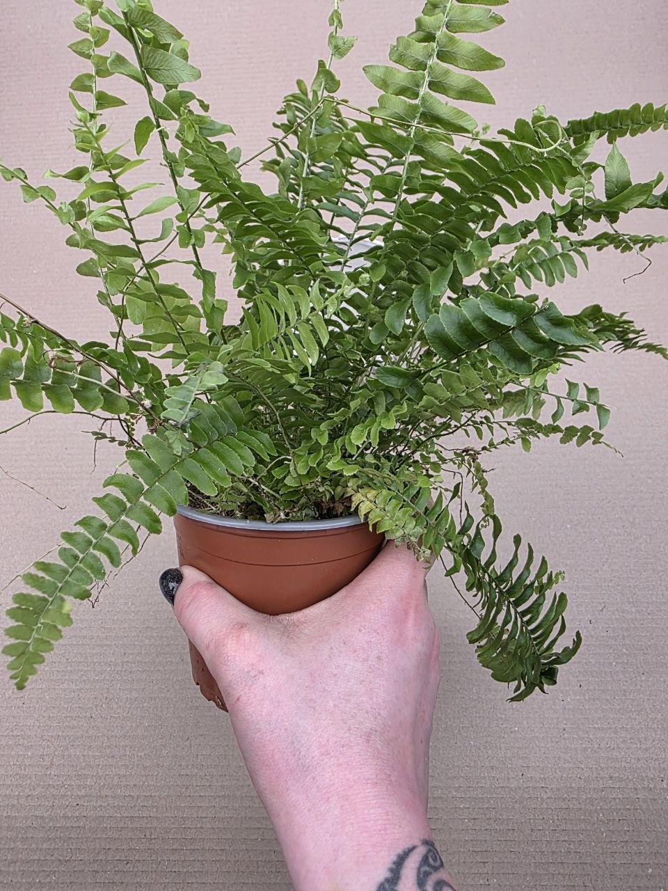 Nephrolepsis Green Lady 12 cm