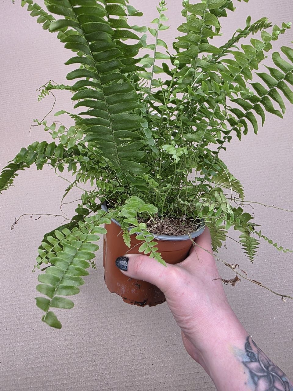 Nephrolepsis Green Lady 12 cm