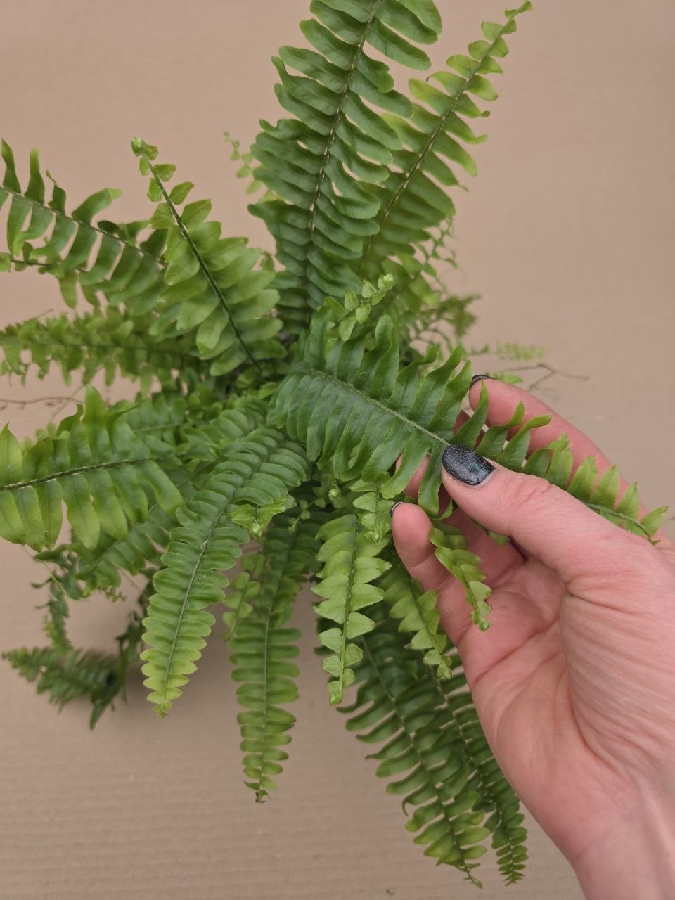 Nephrolepsis Green Lady 12 cm